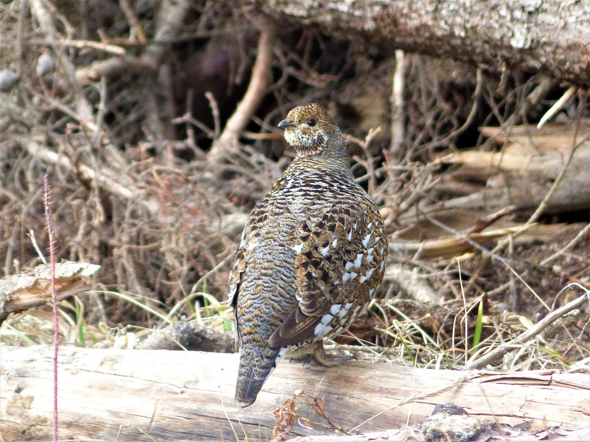 Spruce Grouse - ML335344771