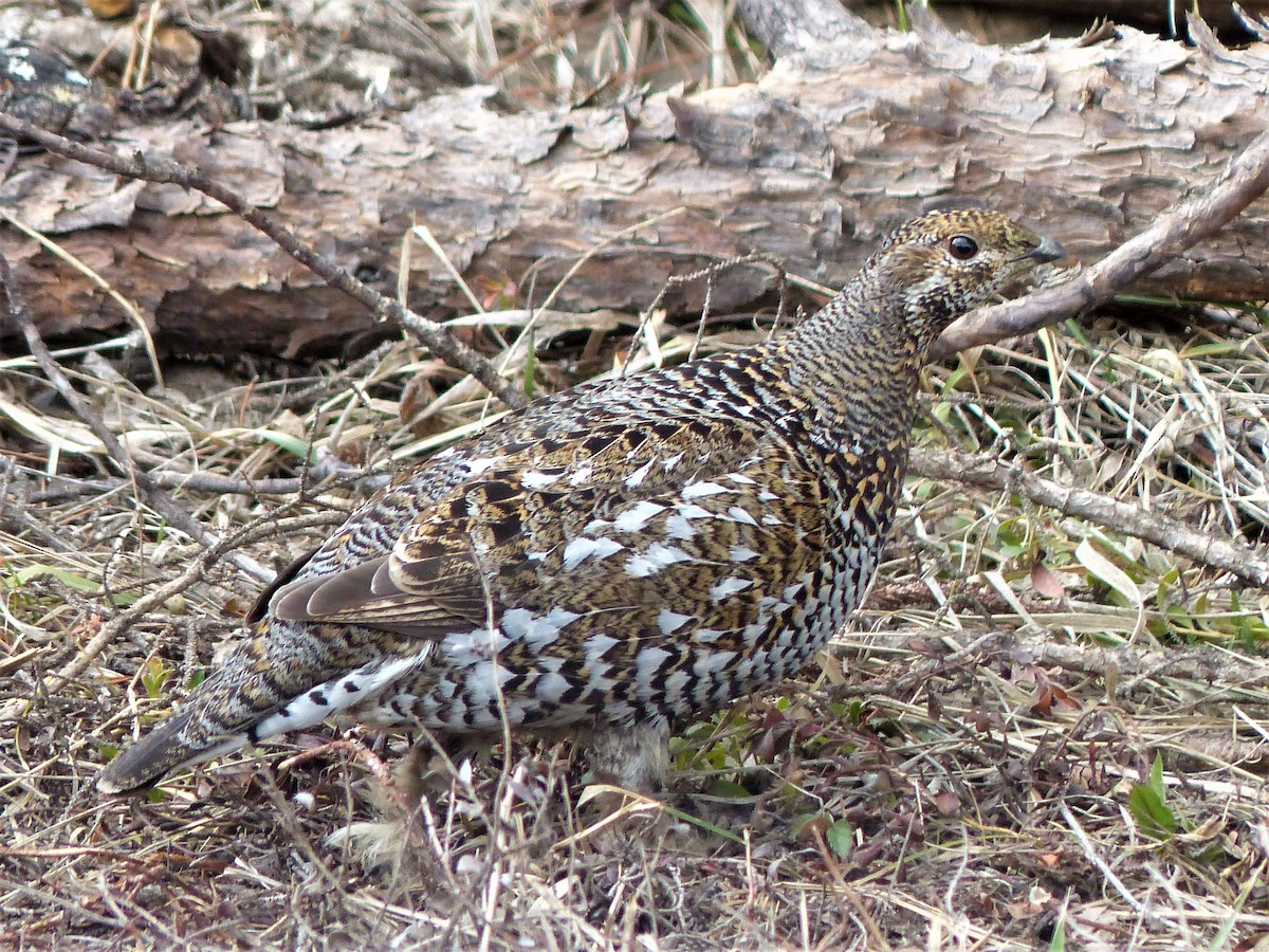 Spruce Grouse - ML335344811