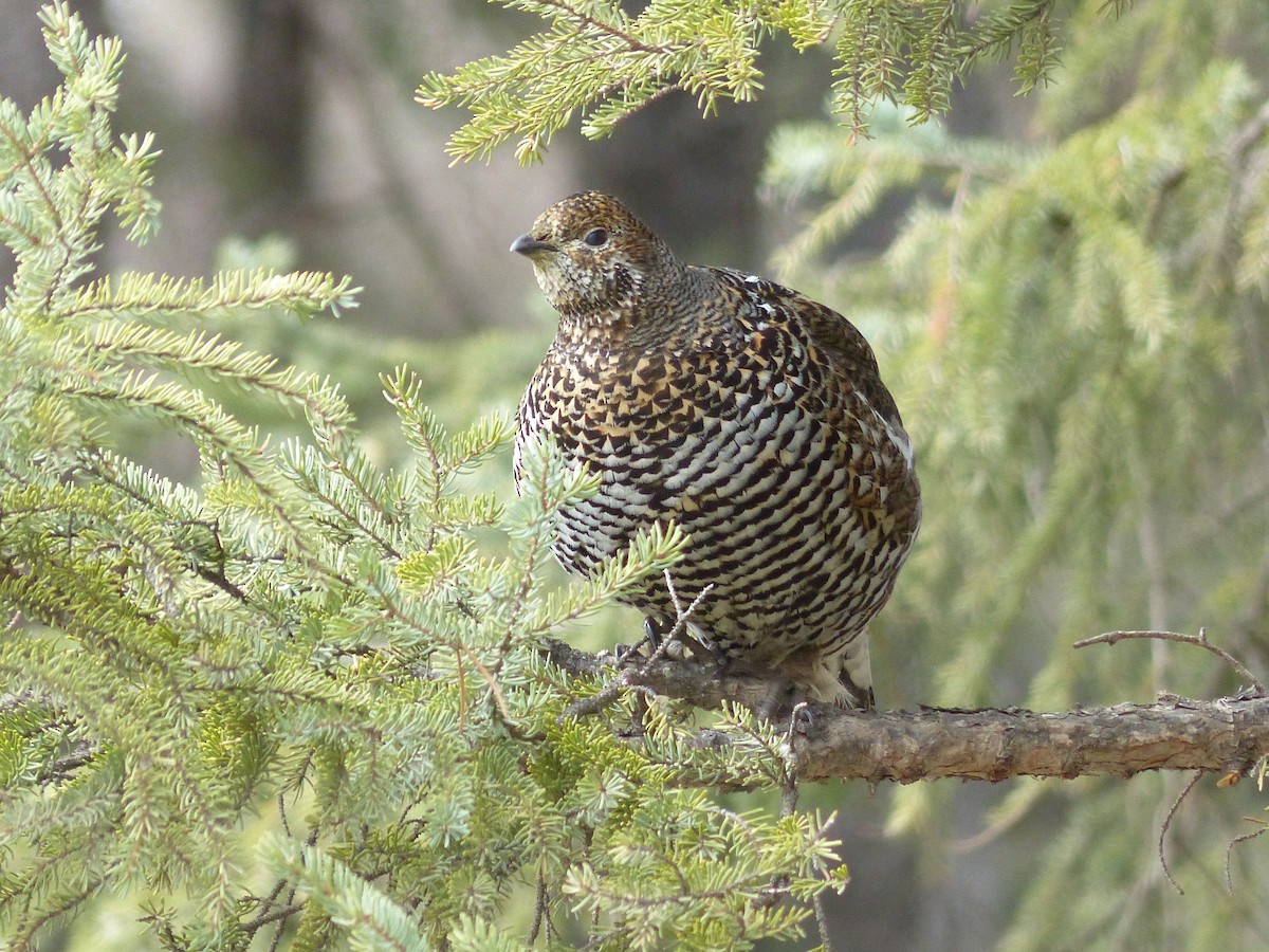 Spruce Grouse - ML335344851