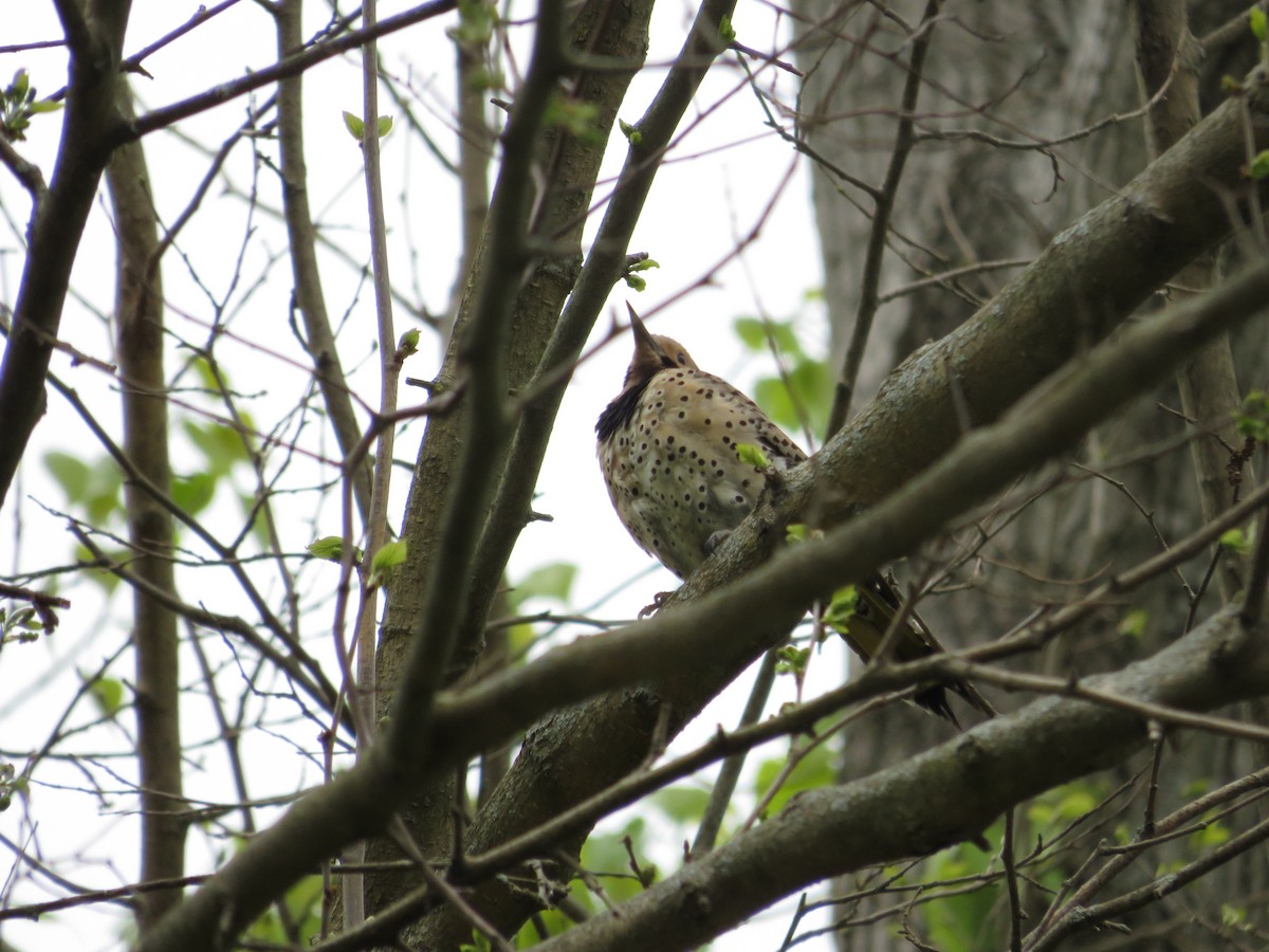 Northern Flicker - ML335345731