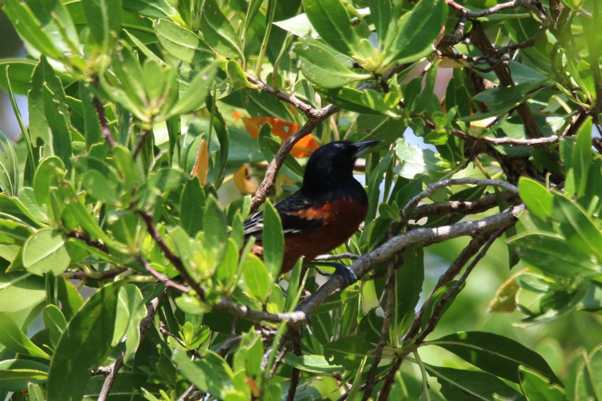 Orchard Oriole - ML335346401