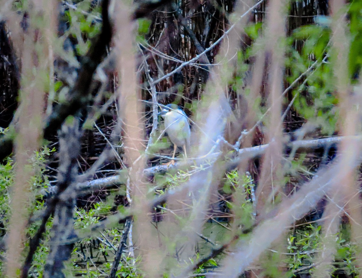 Ногоовор зашин - ML335347501