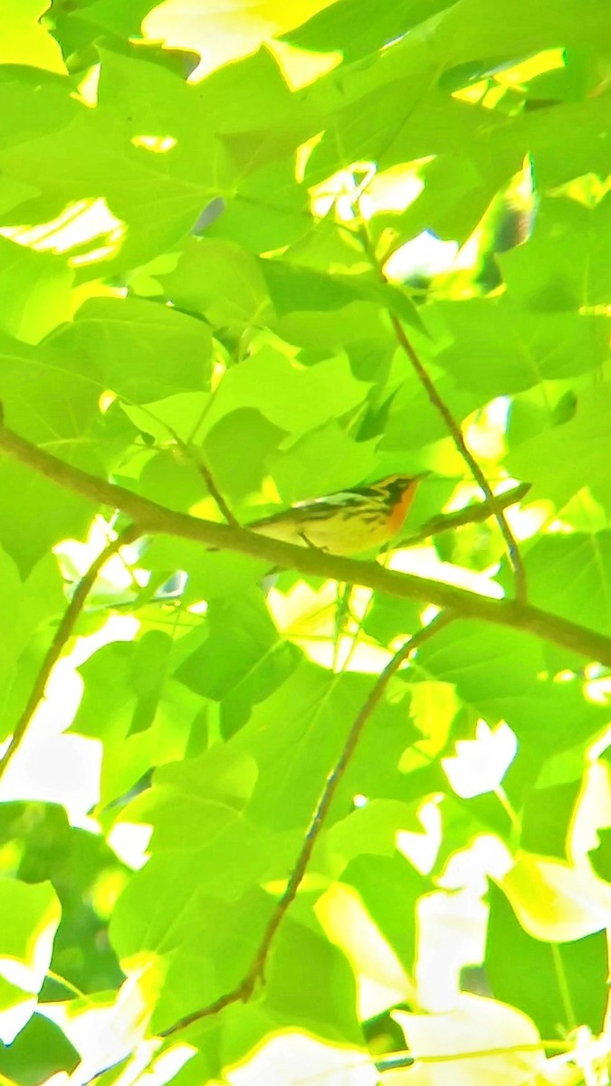 Blackburnian Warbler - ML335347771