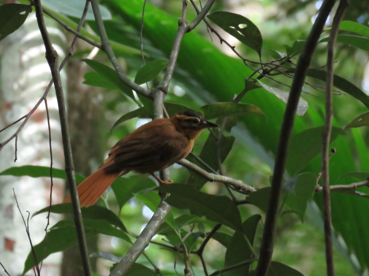 Black-capped Foliage-gleaner - ML335349261