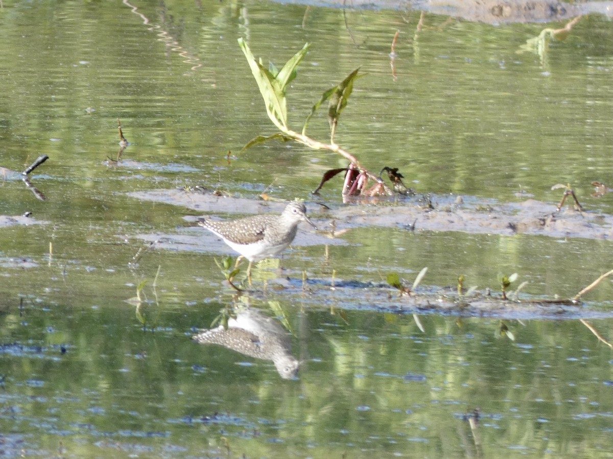 Solitary Sandpiper - ML335349301