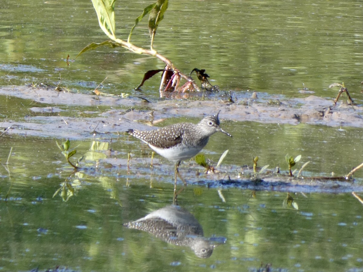 Solitary Sandpiper - ML335349341