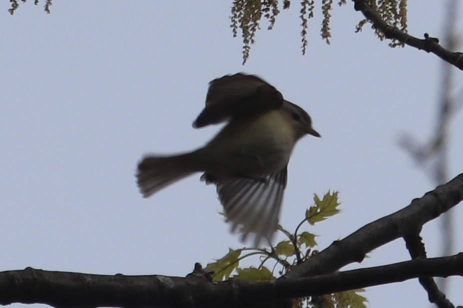 Warbling Vireo - ML335349831