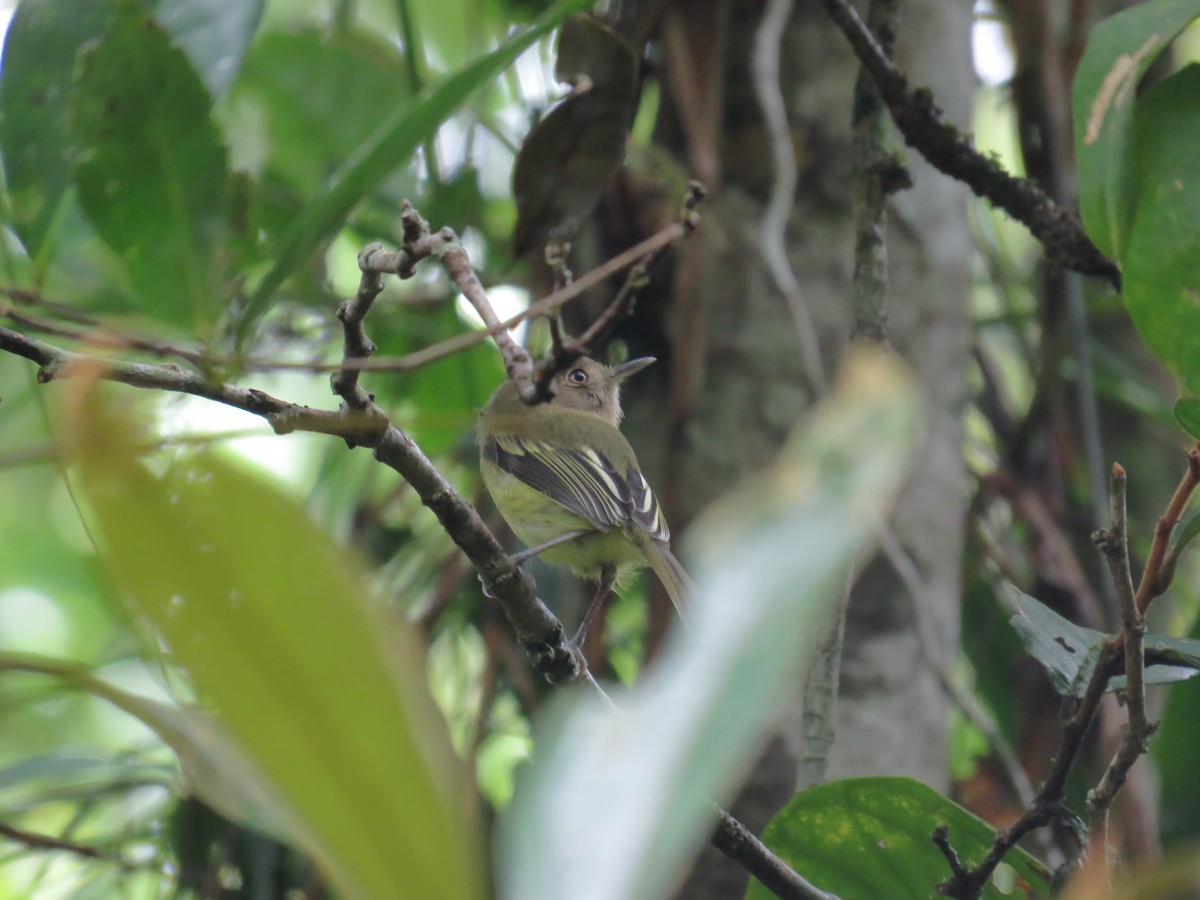 Kaempfer's Tody-Tyrant - ML335350481