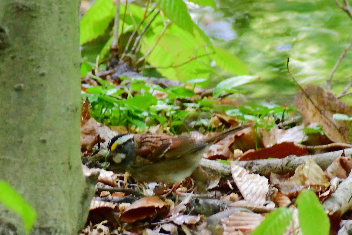 White-throated Sparrow - ML335350611