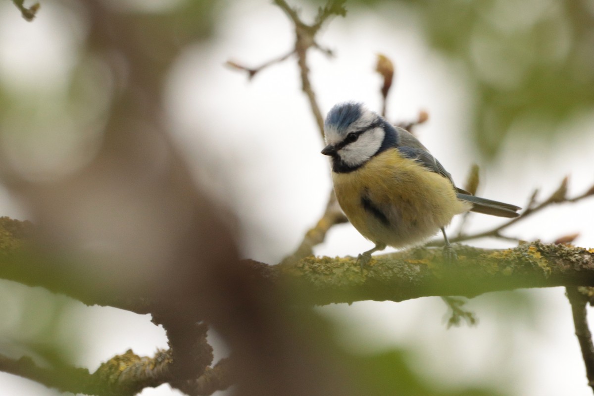 Eurasian Blue Tit - ML335353081