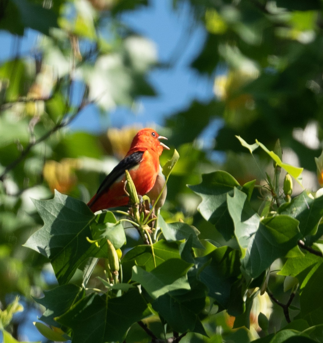 Scarlet Tanager - ML335354101