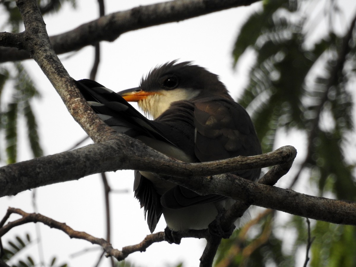 Yellow-billed Cuckoo - ML335354641