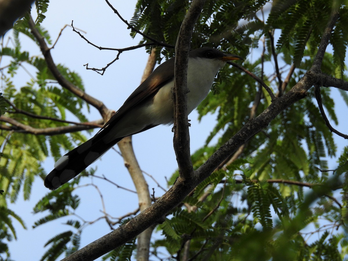 Yellow-billed Cuckoo - ML335354681