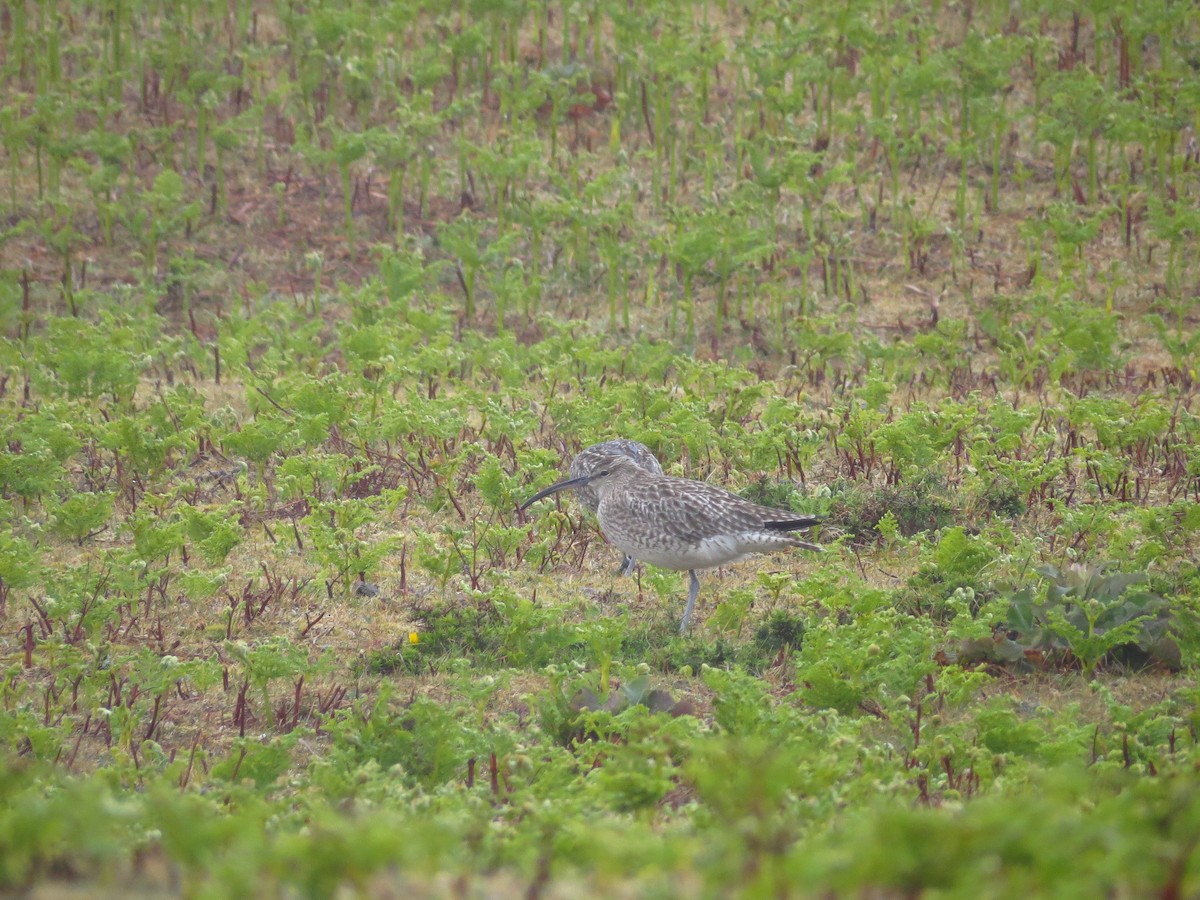 Whimbrel - ML335354891