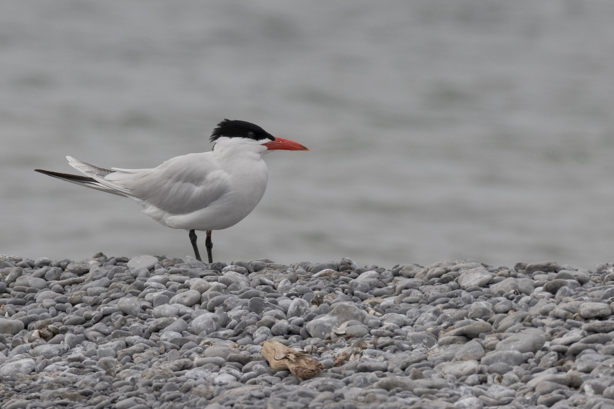 Caspian Tern - ML335355221