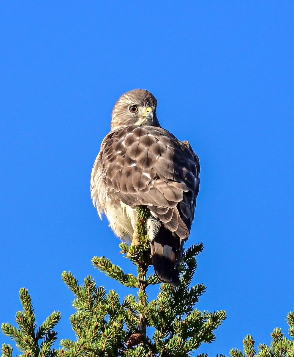 Broad-winged Hawk - ML335355301