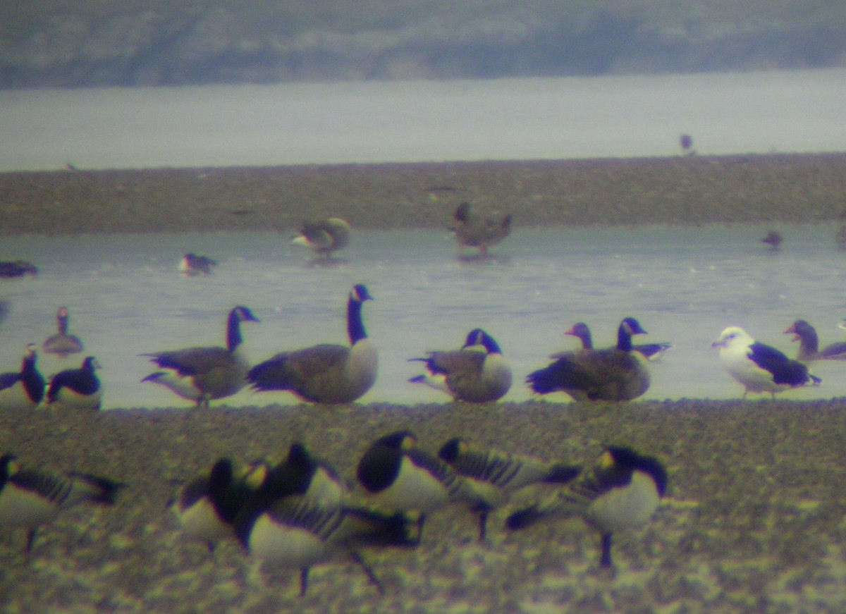 Kanadako branta (canadensis Taldekoa) - ML335355521