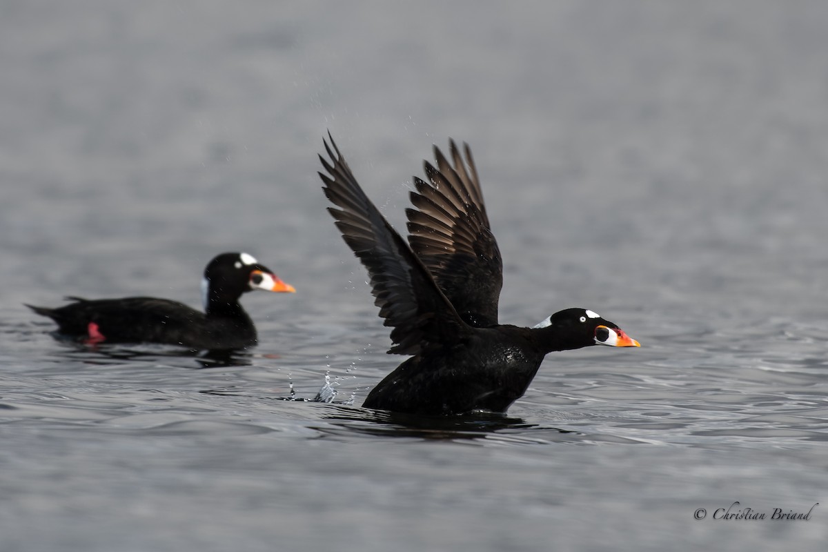 Surf Scoter - ML335355871