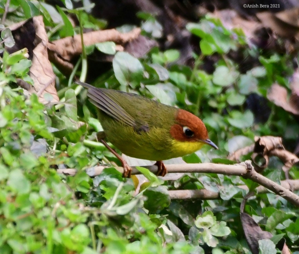 Chestnut-headed Tesia - Anish  Bera