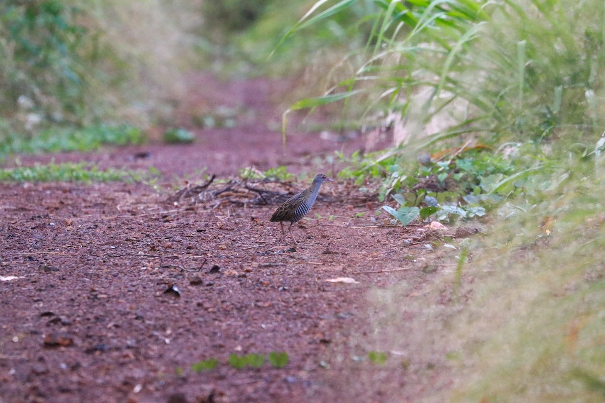 African Crake - ML335357011