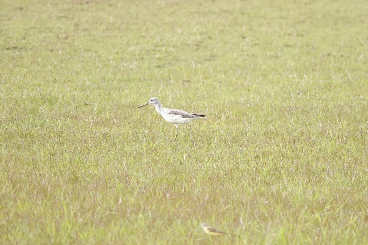 Common Greenshank - ML335359571