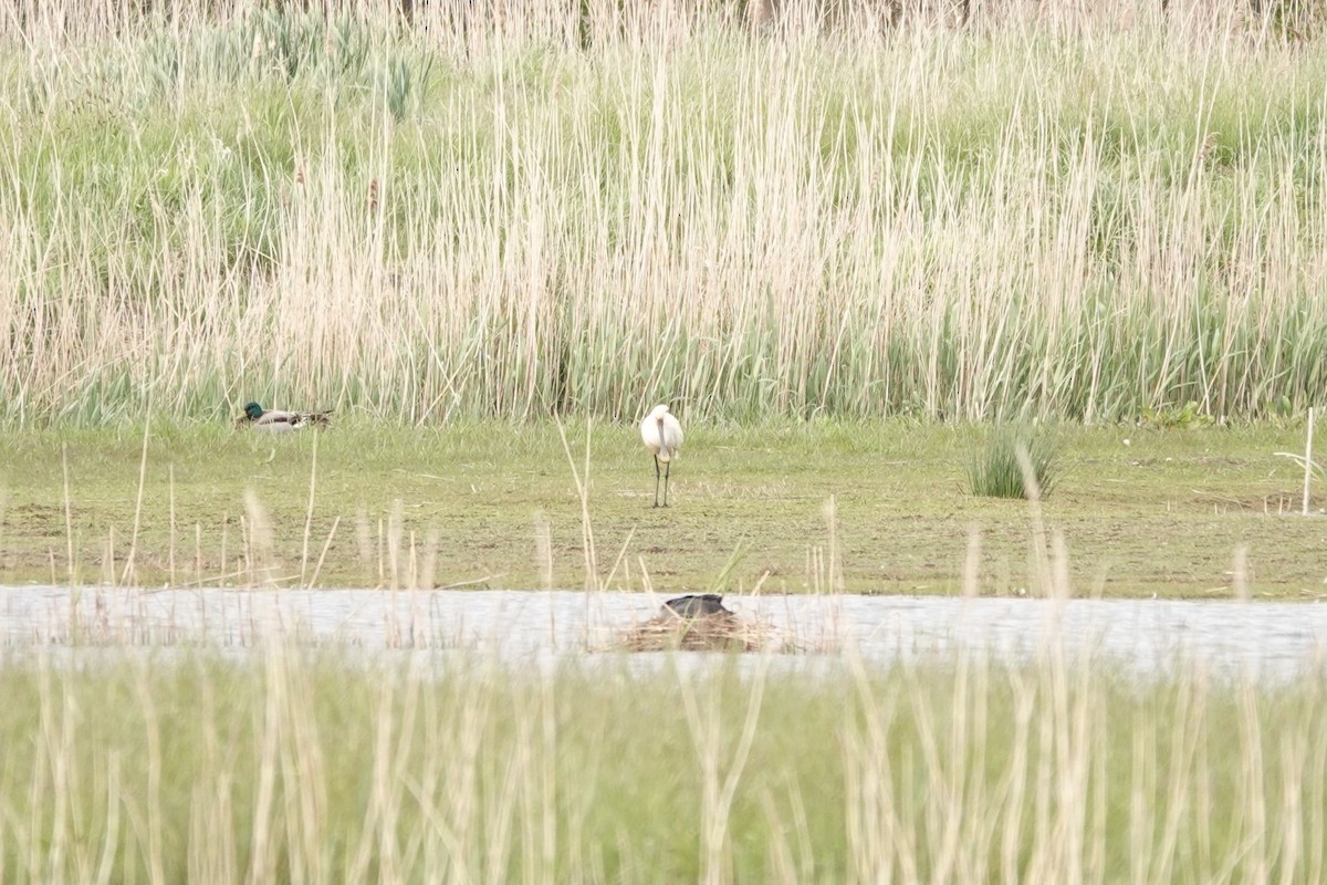 Eurasian Spoonbill - ML335359771