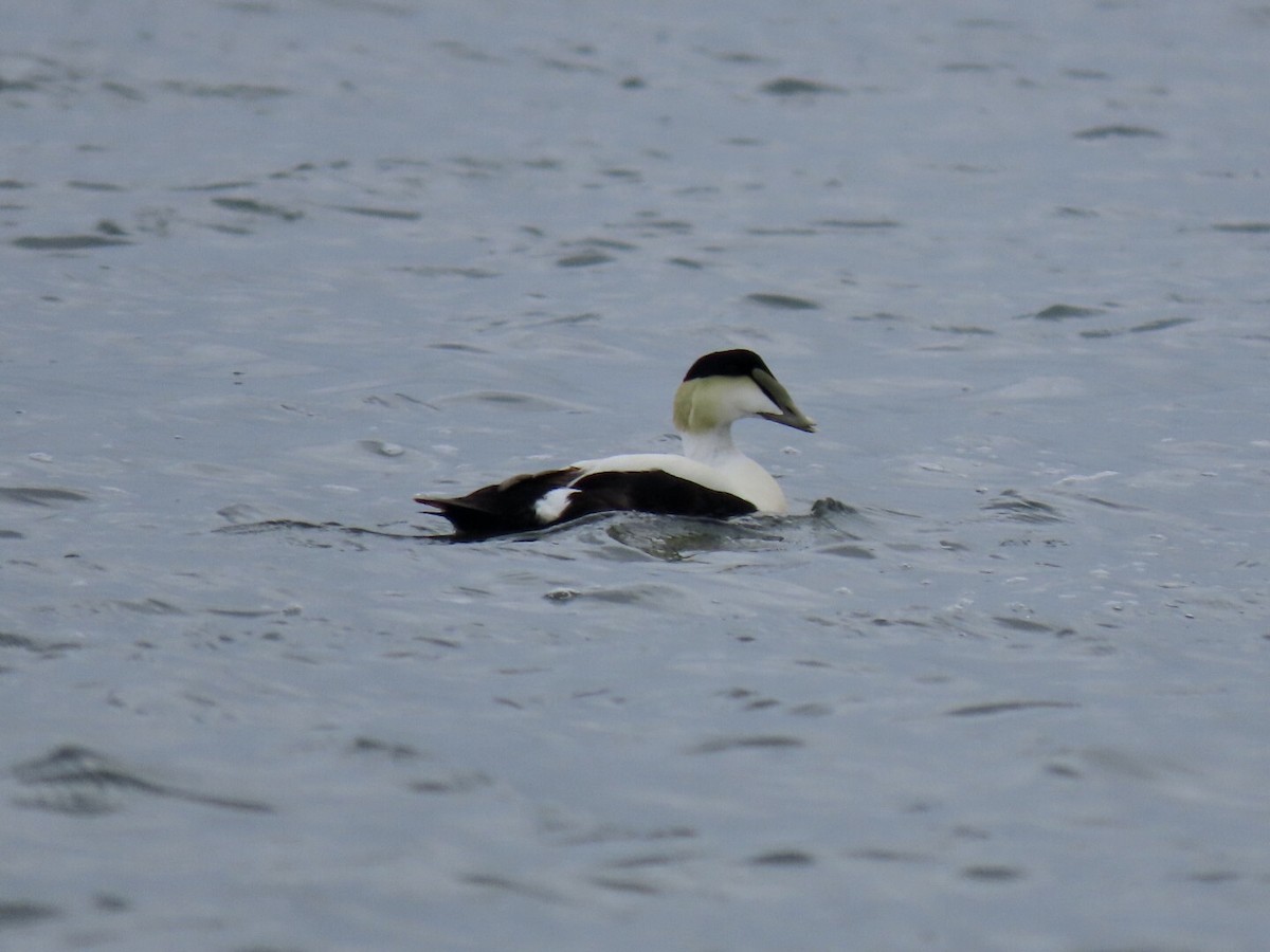 Common Eider - Lindsay McNamara