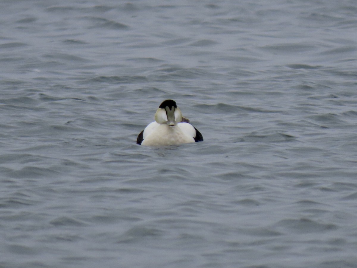 Common Eider - ML335360291