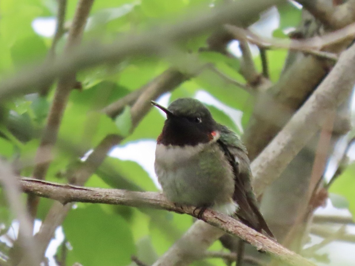 Colibrí Gorjirrubí - ML335360371