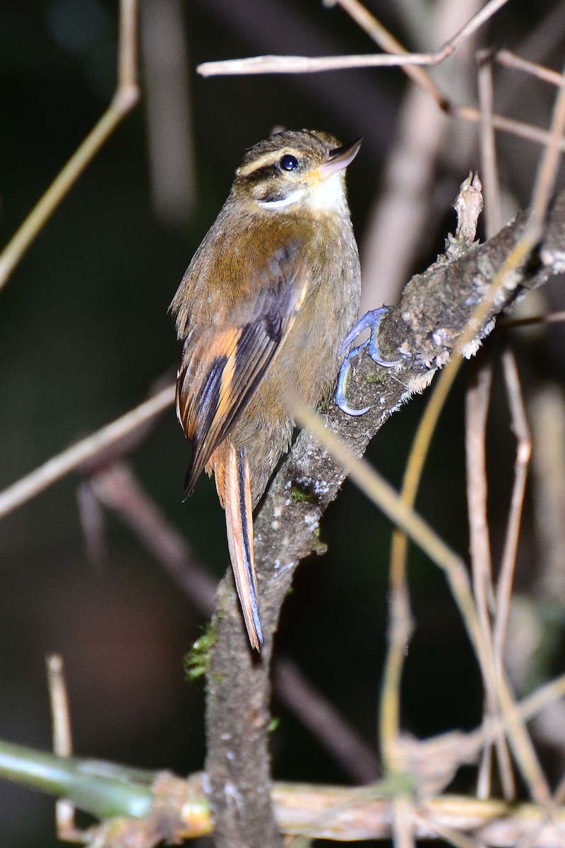 Plain Xenops - Ubaldo Bergamim Filho