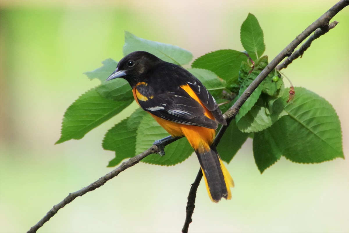 Baltimore Oriole - ML335361161