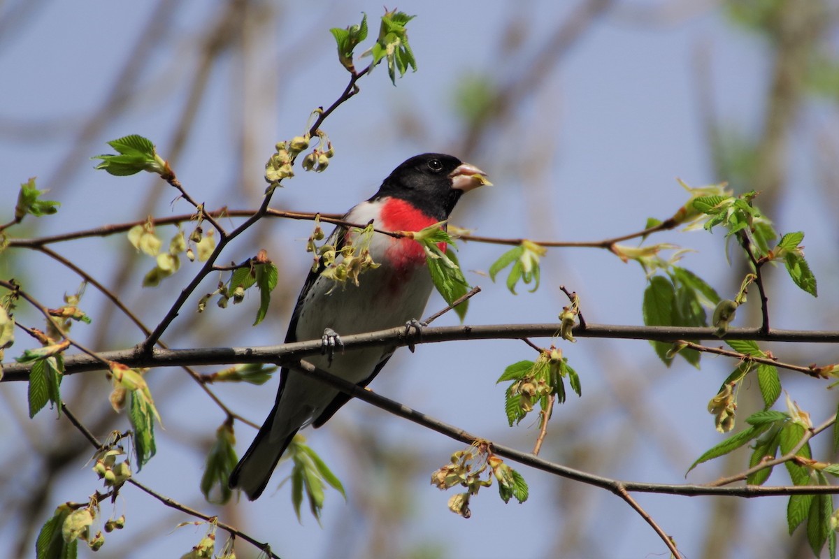 Rose-breasted Grosbeak - ML335362001