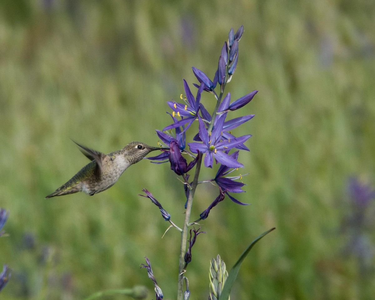Anna's Hummingbird - ML335363521