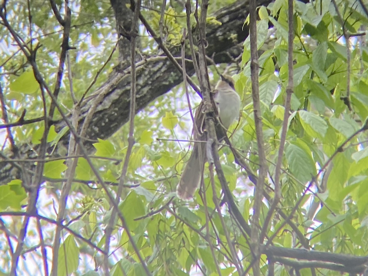 Black-billed Cuckoo - ML335363651