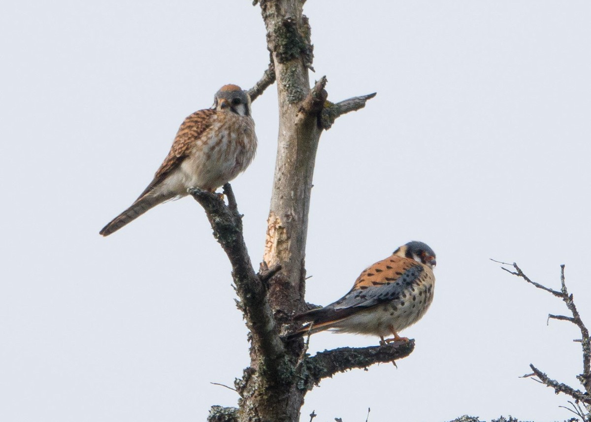 American Kestrel - ML335363741