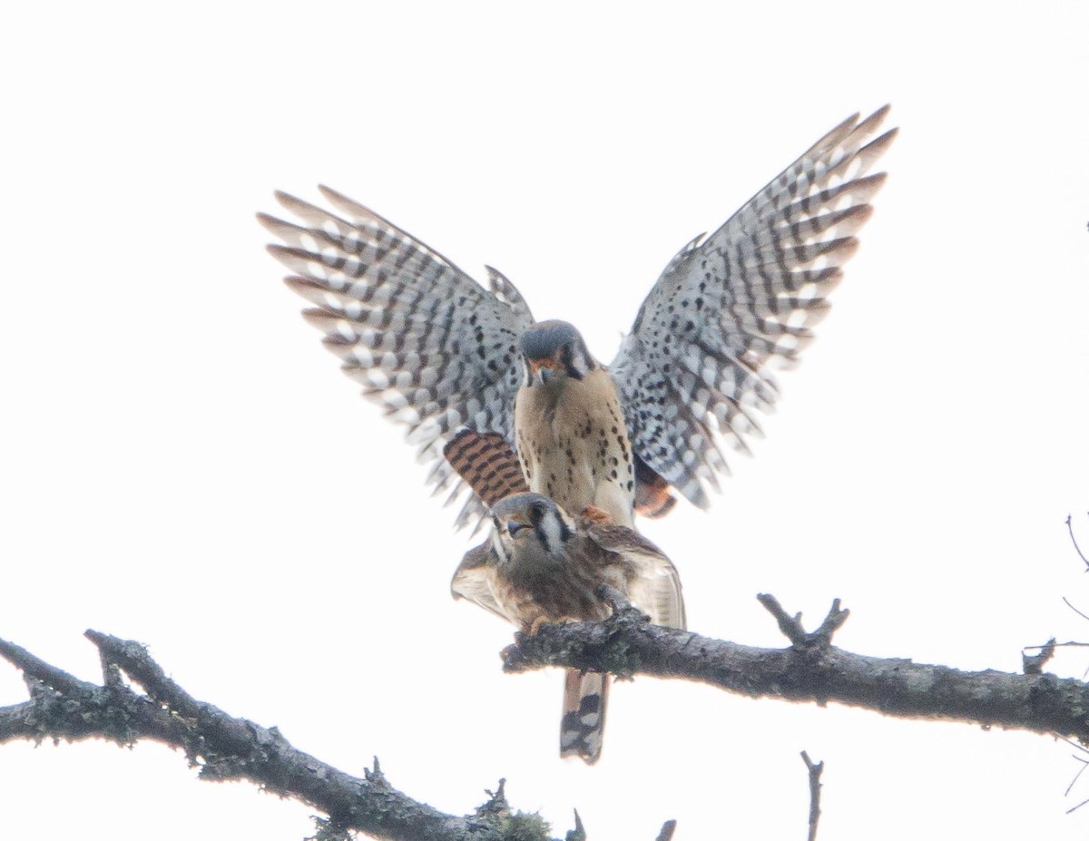 American Kestrel - ML335363751