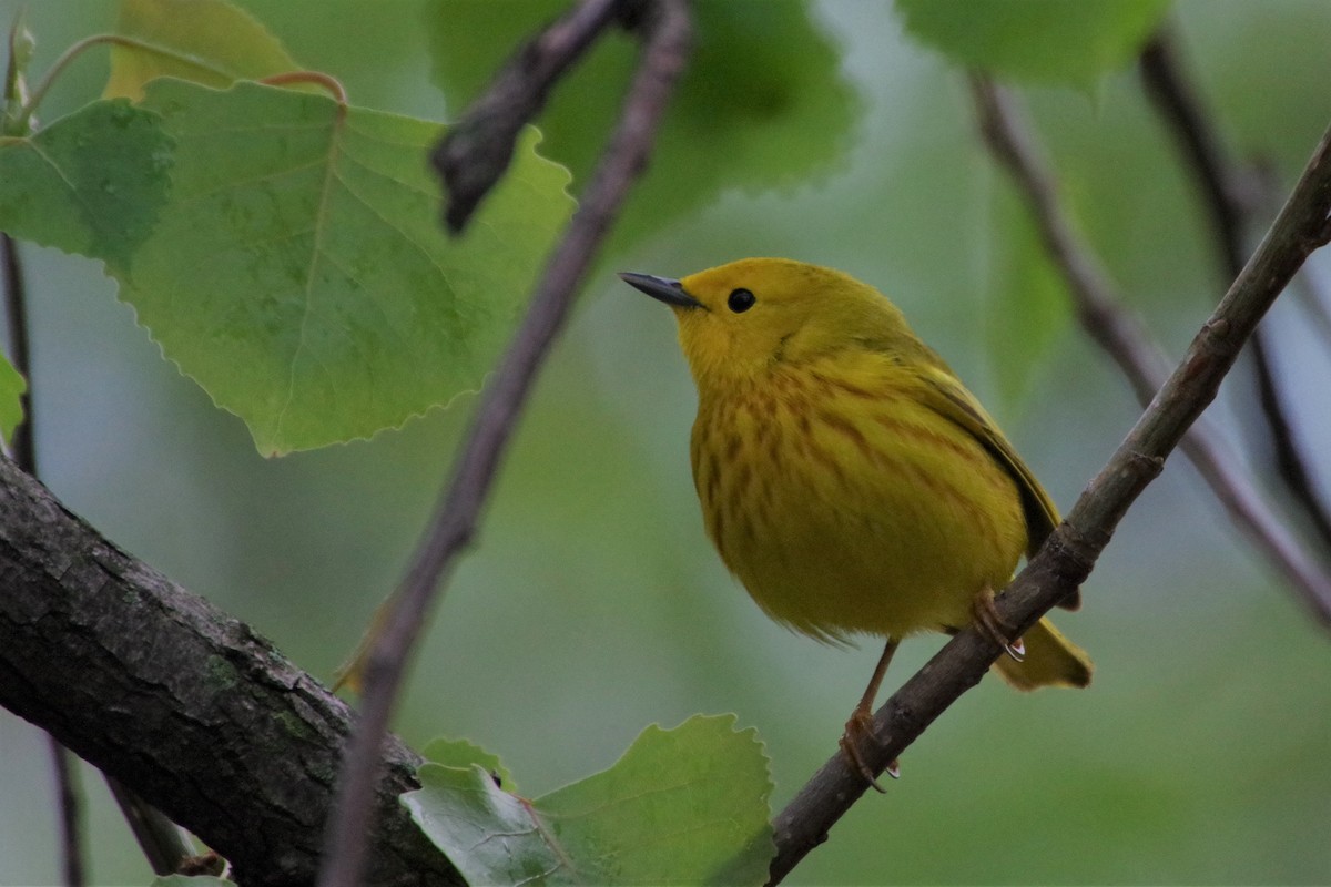 Northern Yellow Warbler - ML335363811