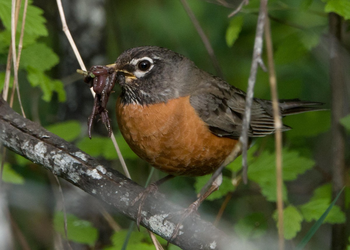 American Robin - ML335364051