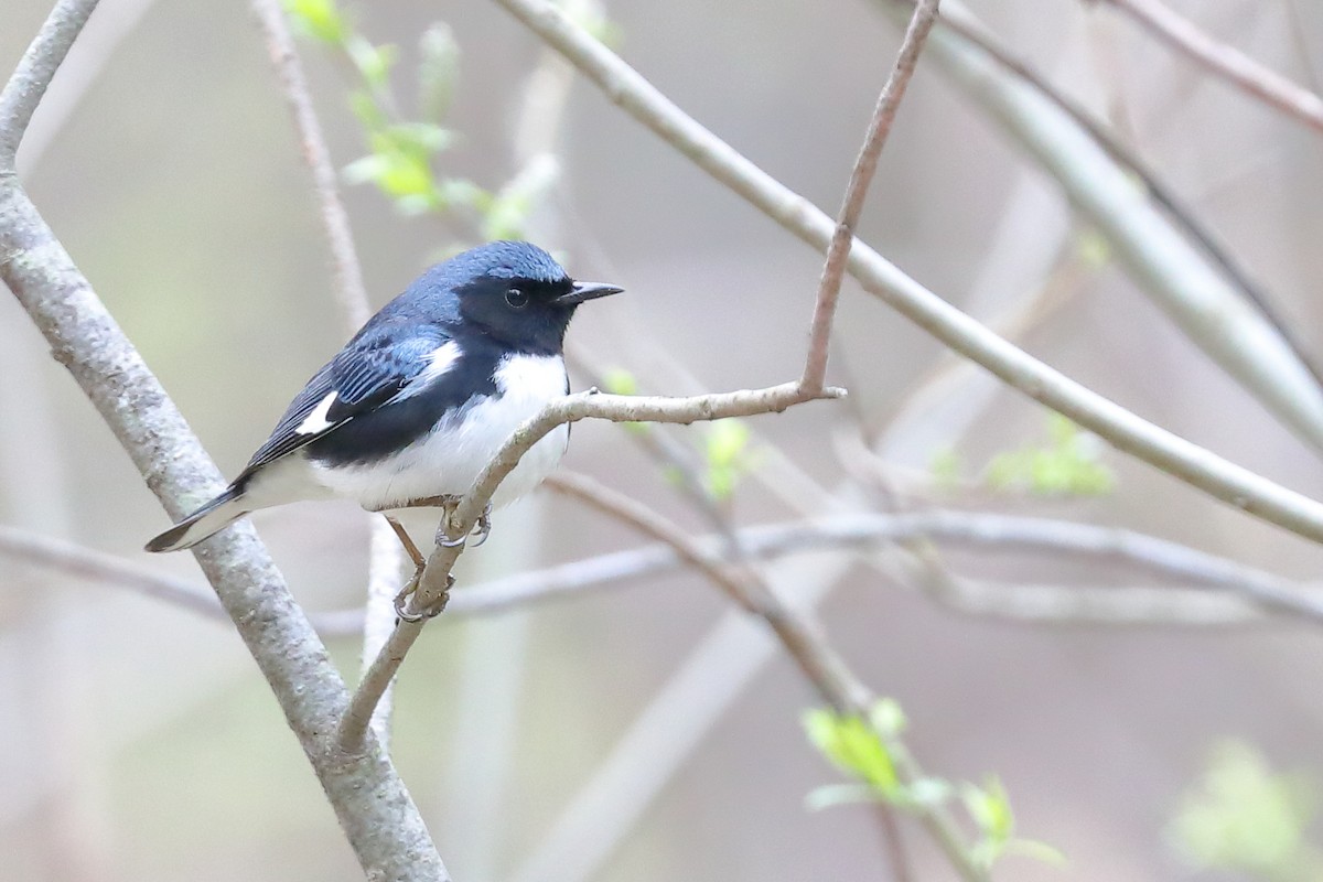 Black-throated Blue Warbler - Cindy Rickes