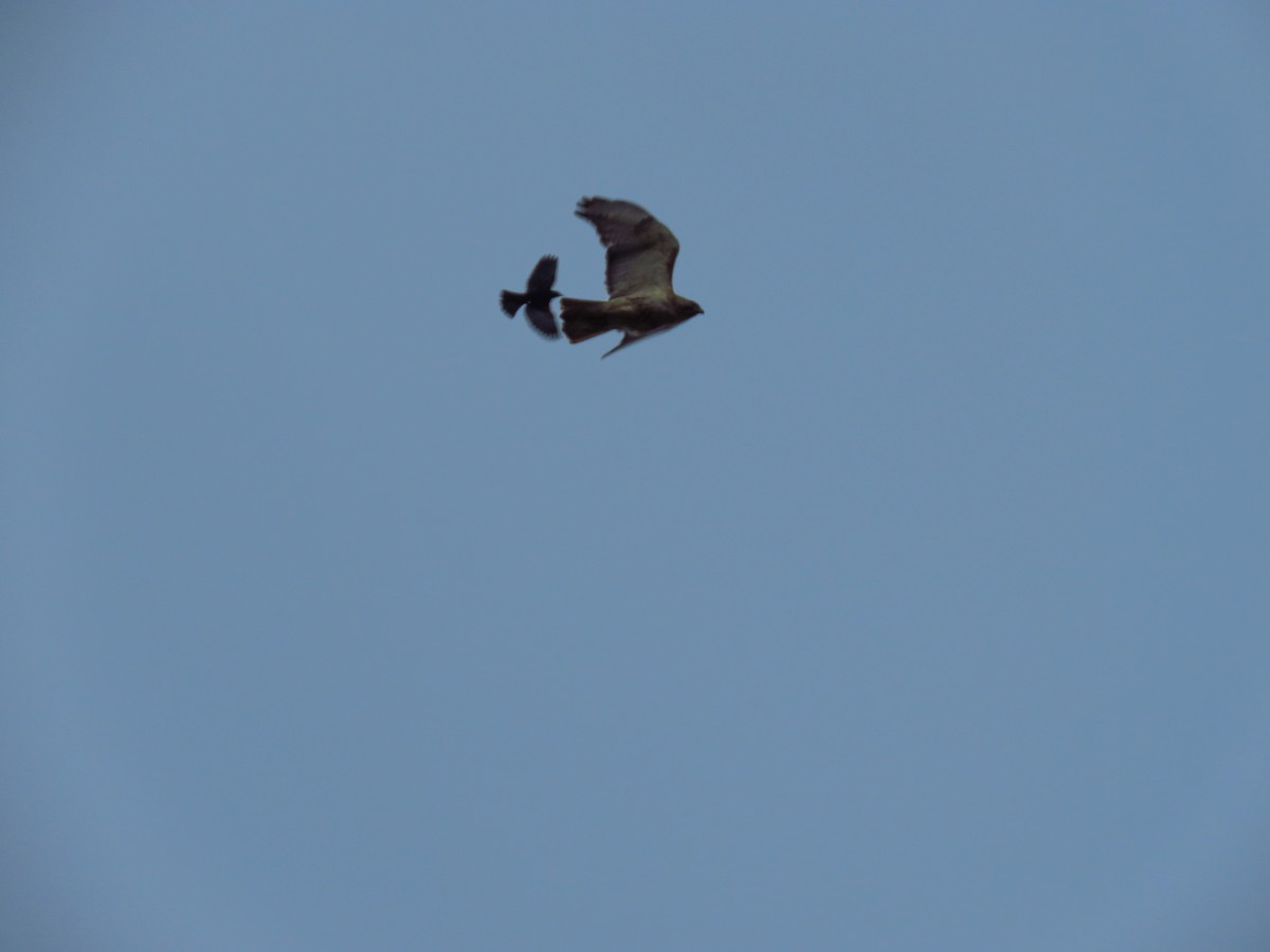 Red-tailed Hawk - ML335367281