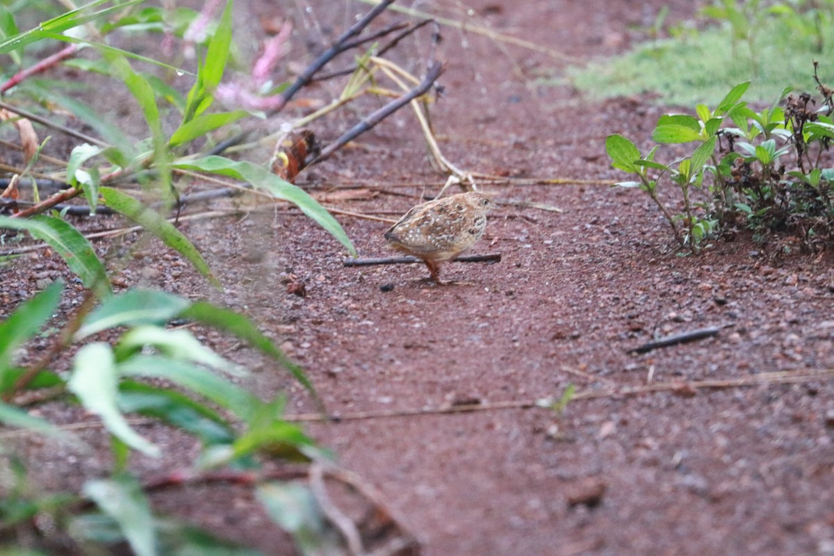 Small Buttonquail - ML335368481