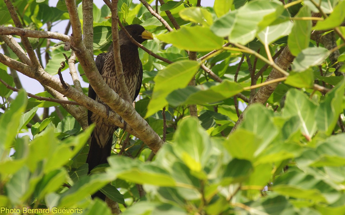 Western Plantain-eater - ML335368631