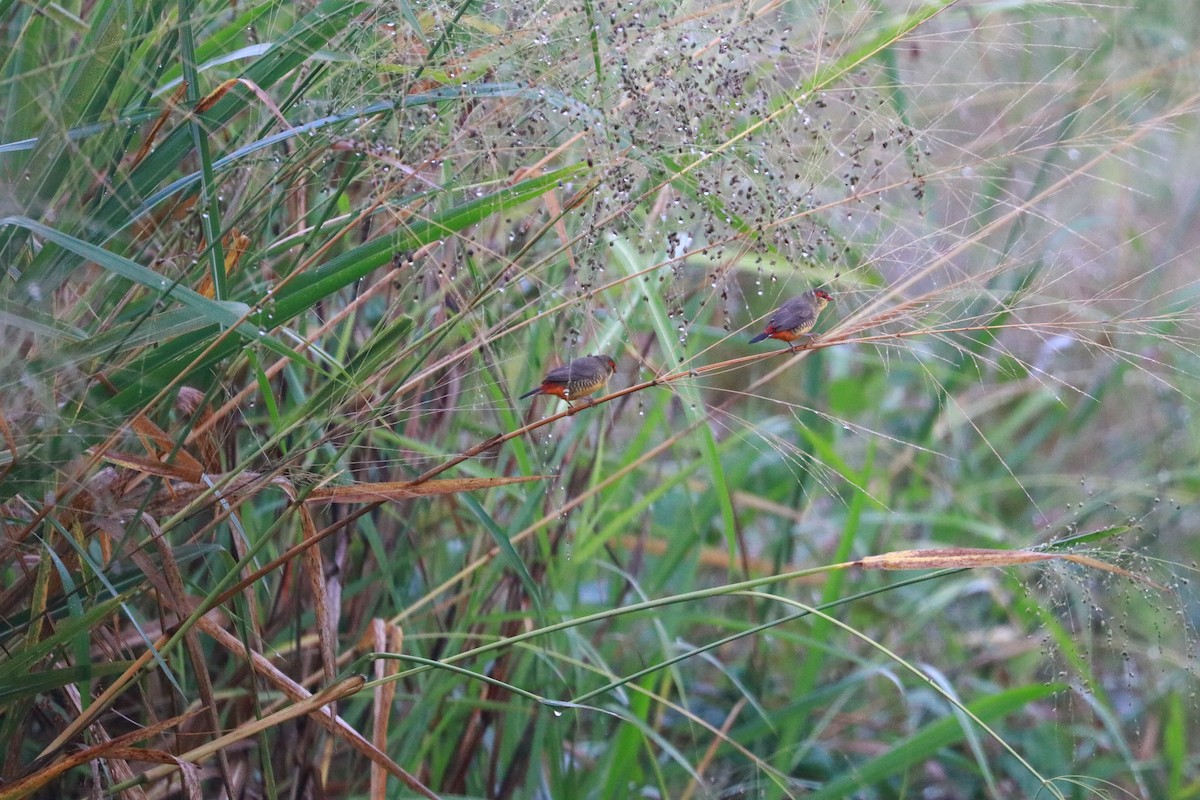 Zebra Waxbill - ML335368961