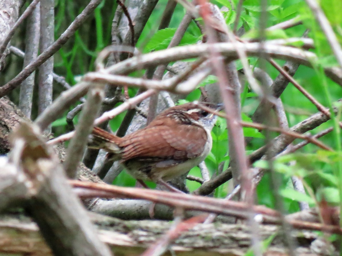 Carolina Wren - ML335369251