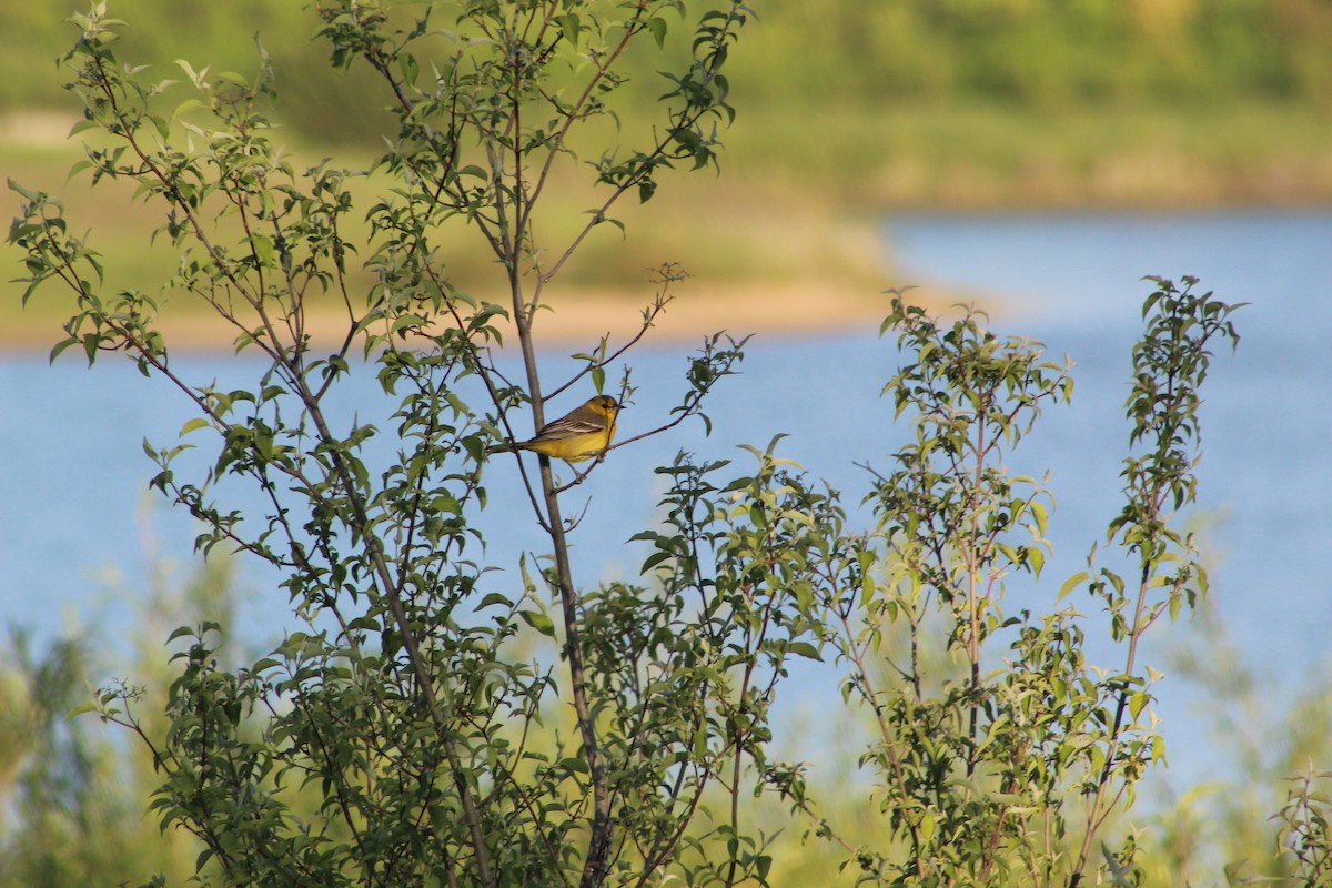 Orchard Oriole - Alex Hachtman