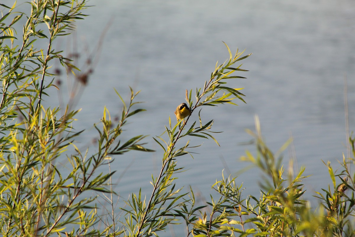 Common Yellowthroat - ML335374251