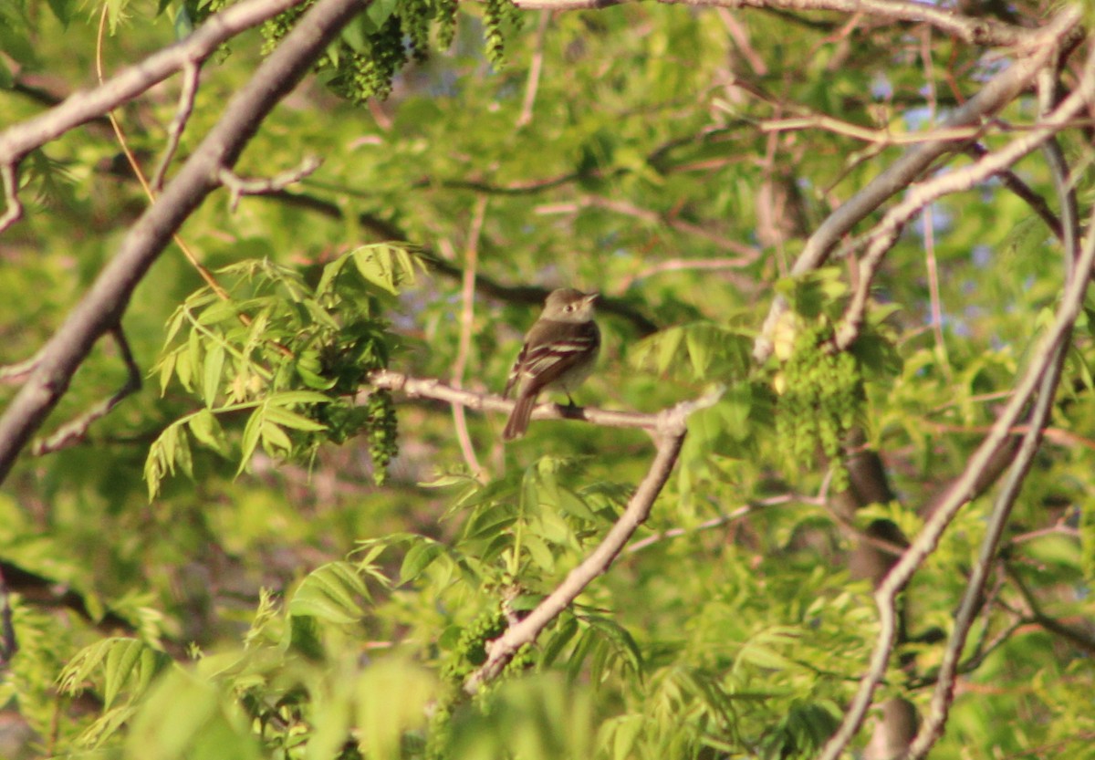 Least Flycatcher - ML335374321