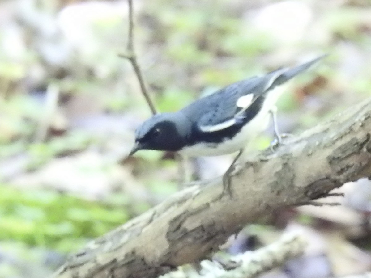 Black-throated Blue Warbler - ML335374361