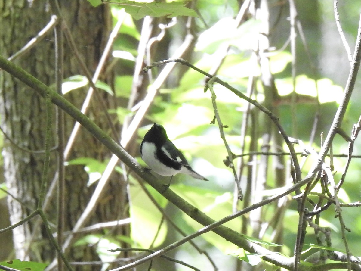 Black-throated Blue Warbler - ML335374391
