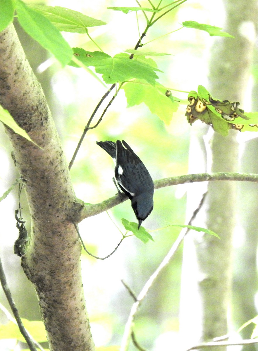Black-throated Blue Warbler - ML335374481
